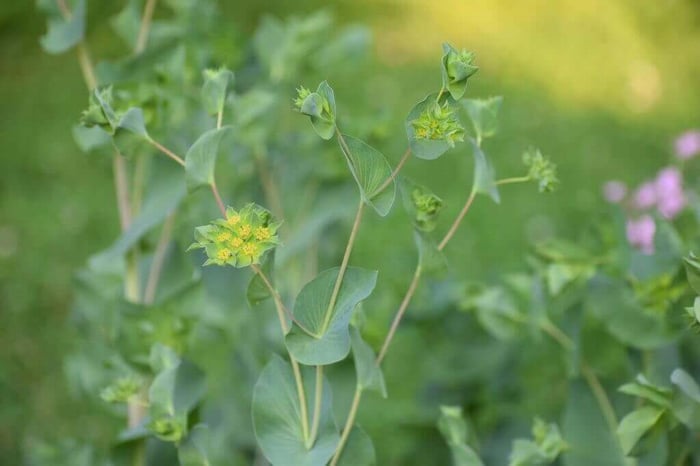 Best fillers for a cut flower garden longfield gardens