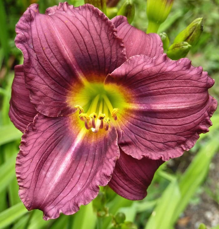 Landscaping-With-Daylilies-Longfield-Gardens