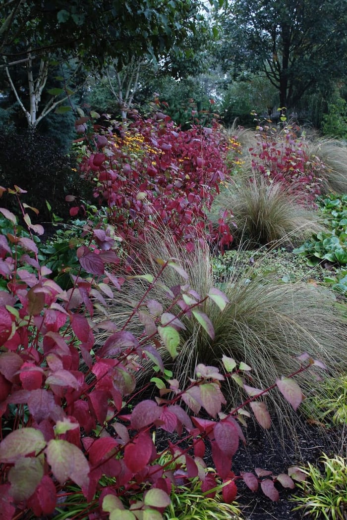 How to Use Burgundy Flowers and Foliage - Longfield Gardens