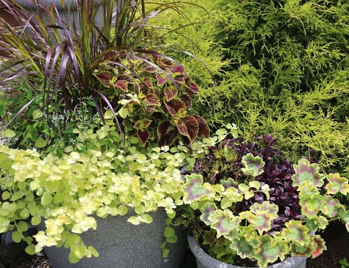 How to Use Burgundy Flowers and Foliage - Longfield Gardens