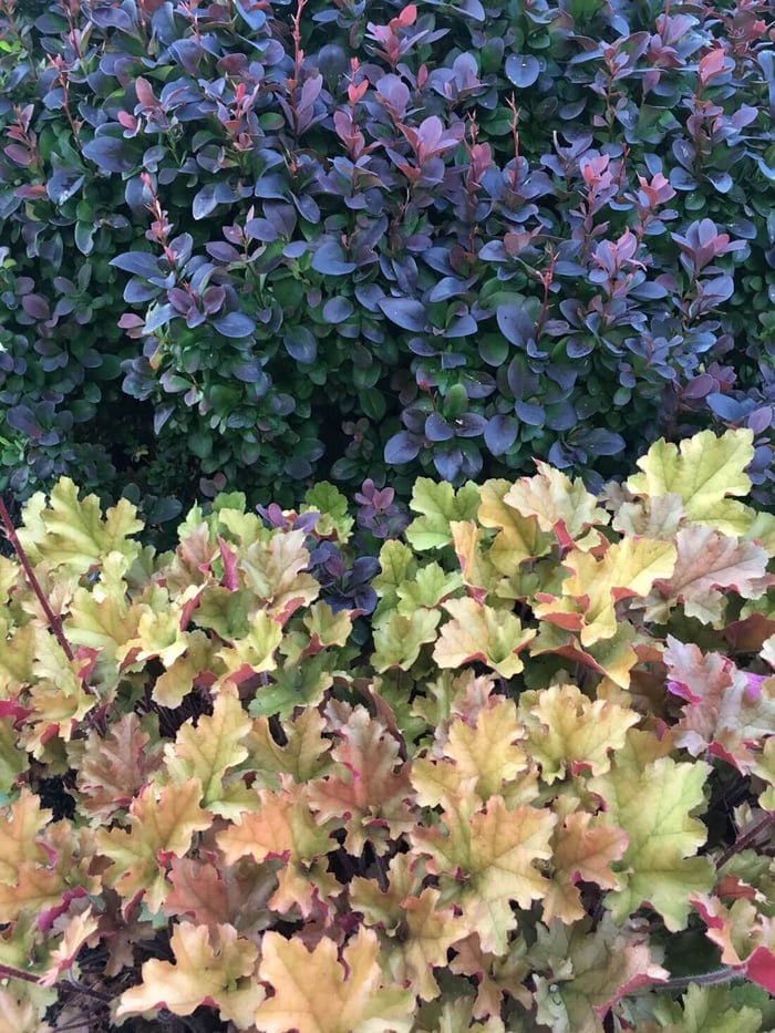 How to Use Burgundy Flowers and Foliage - Longfield Gardens