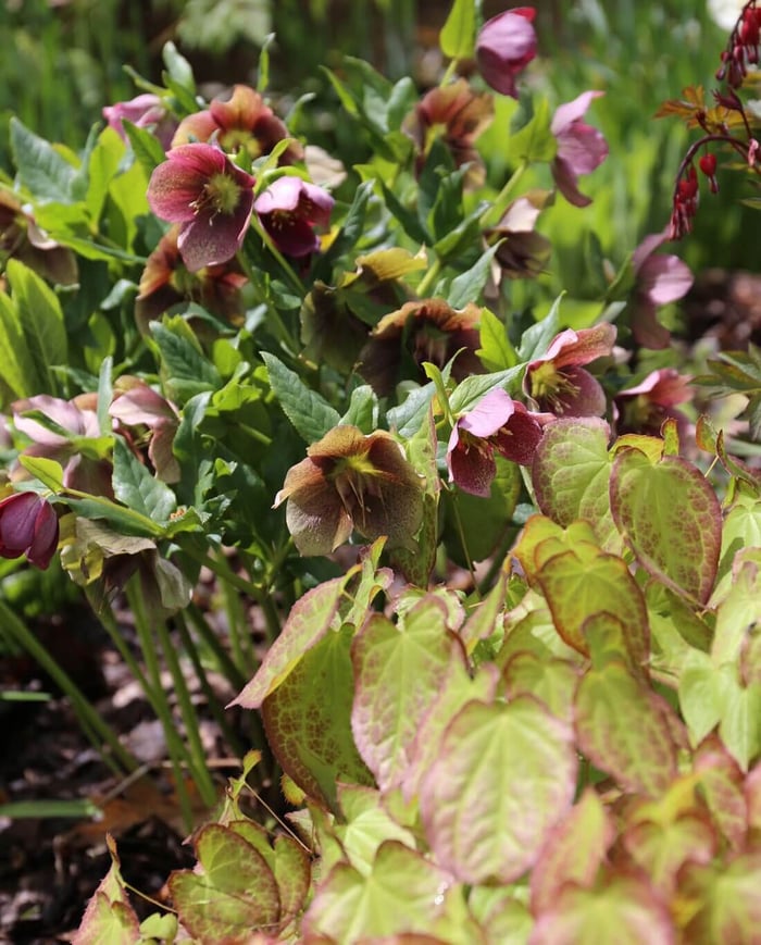 How to Use Burgundy Flowers and Foliage - Longfield Gardens