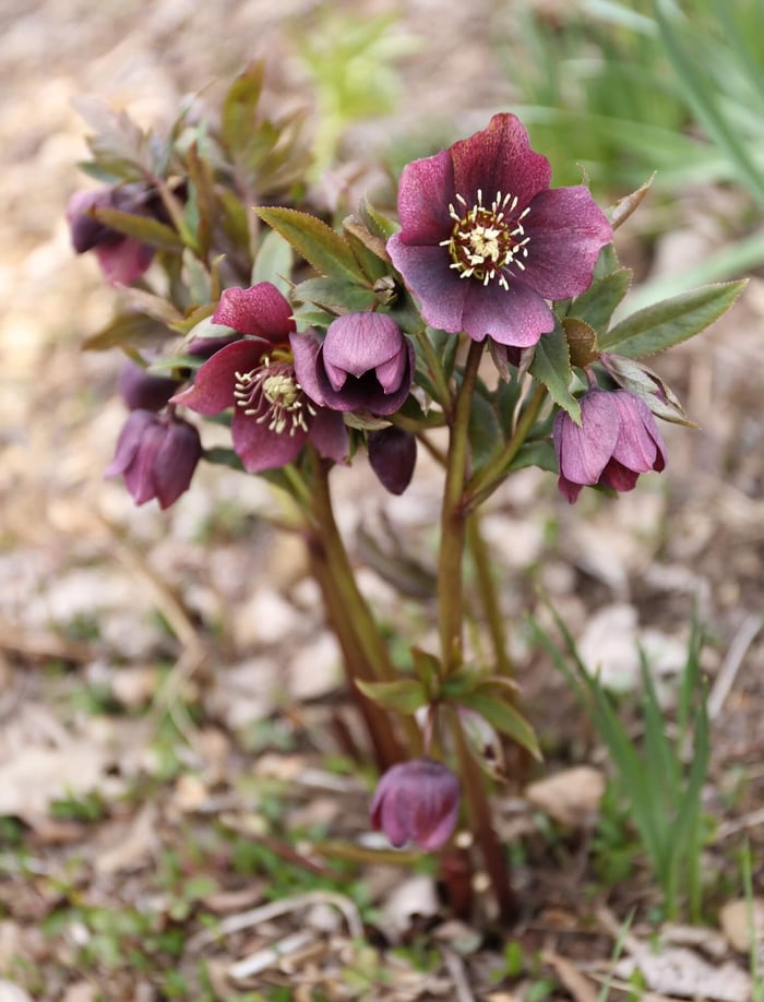10 Easy Perennials for Shade - Longfield Gardens