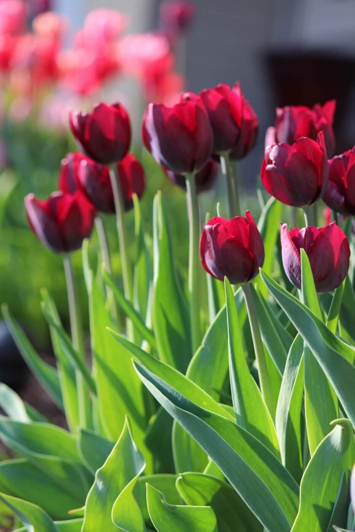 burgundy_tulips_a.jpg?v=1765084353
