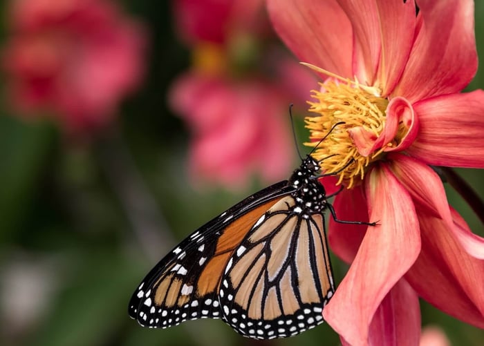 Starting Flowers from Seeds, Bulbs or Plants - Longfield Gardens