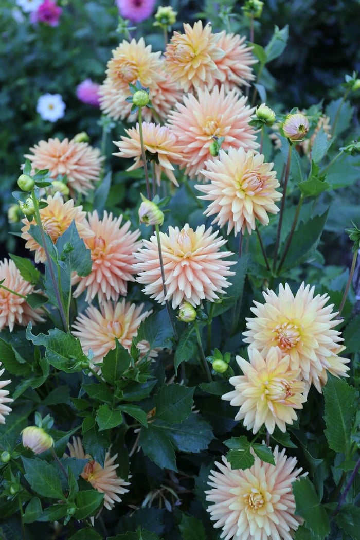 Dahlia-Display-Gardens-Longfield-Gardens