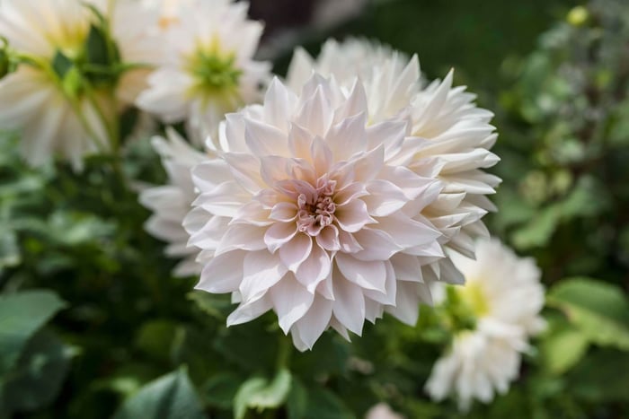 Dahlia Cafe-au-Lait