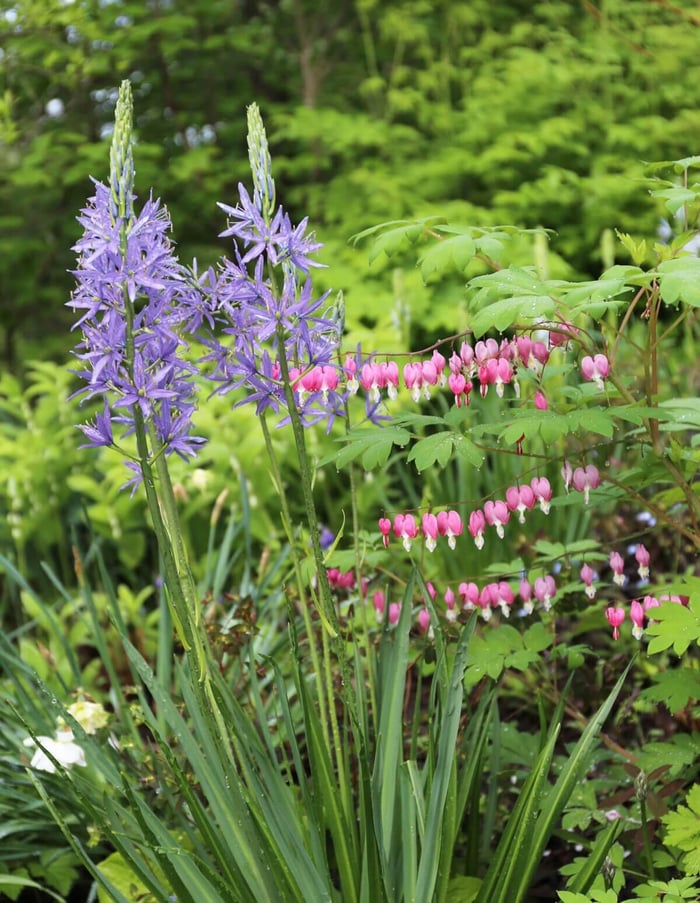 Plants for Your Flower Garden - Bleeding Heart - Longfield Gardens