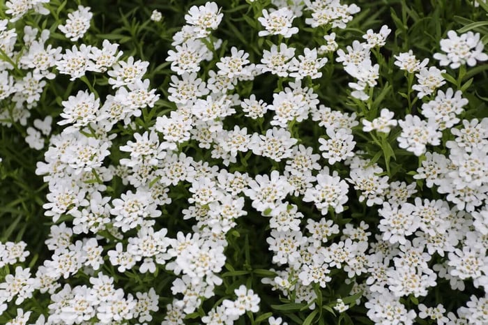 candytuft_2.jpg?v=1765890947