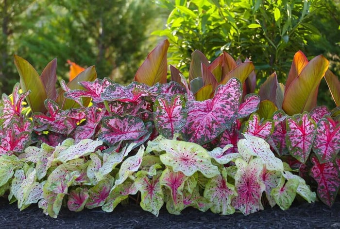 Sun Tolerant Caladiums - Longfield Gardens