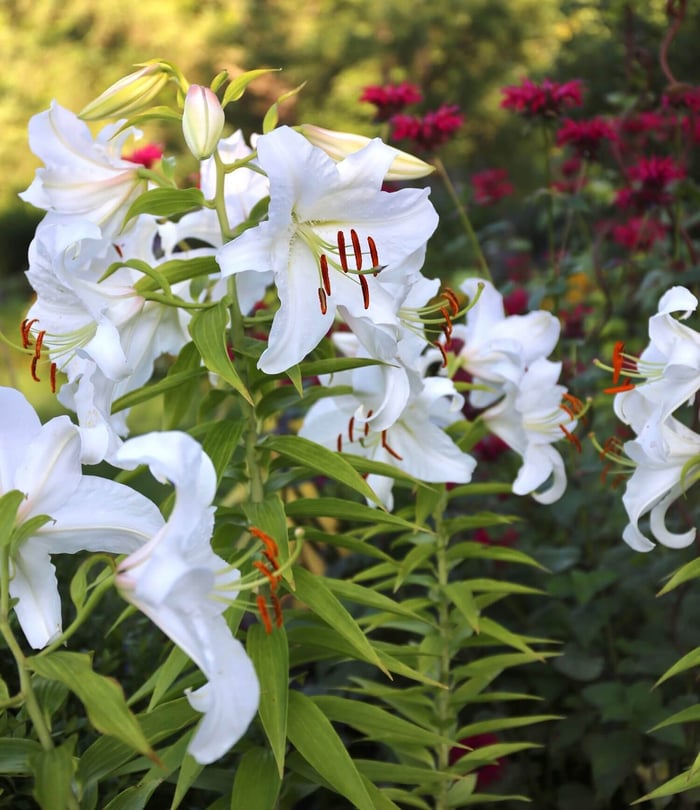 Top Lilies for Your Flower Garden - Longfield Gardens