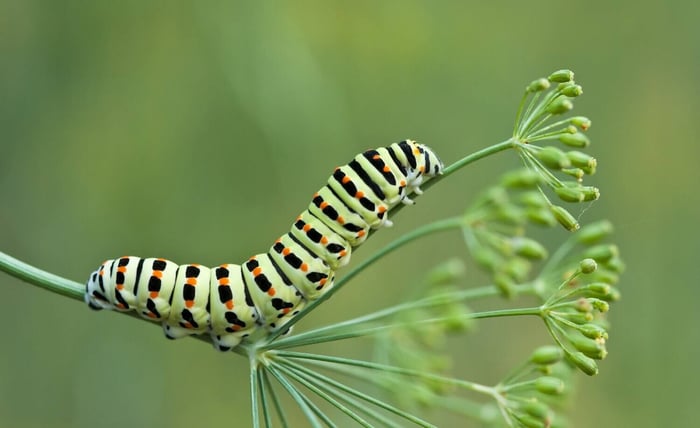 5 Ways to Make Your Garden More Butterfly Friendly - Longfield Gardens