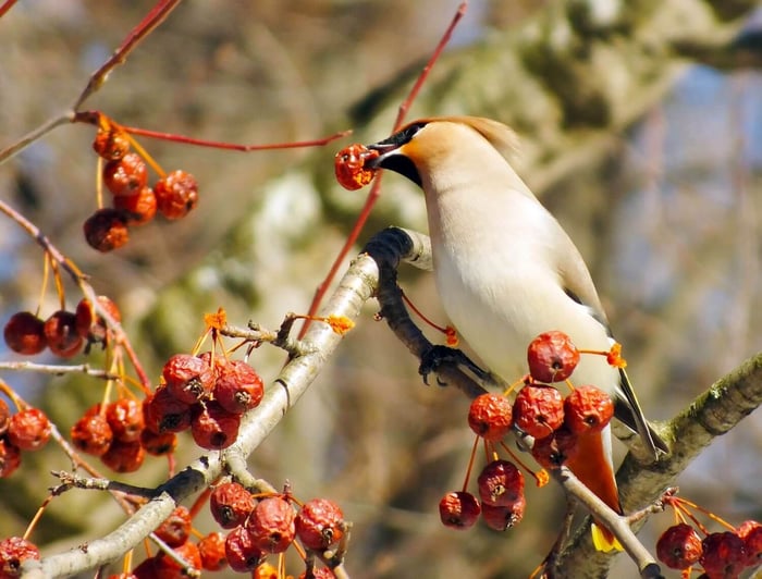 How to Attract Birds to Your Garden - Longfield Gardens