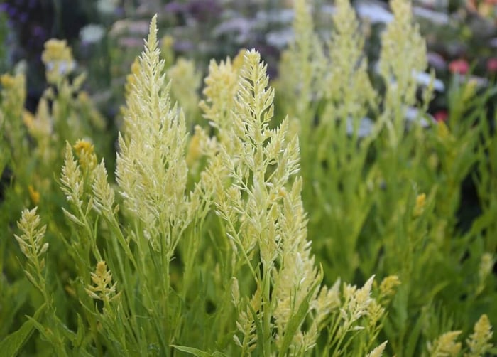 Cutting Garden Annuals to Grow from Seed - Longfield Gardens