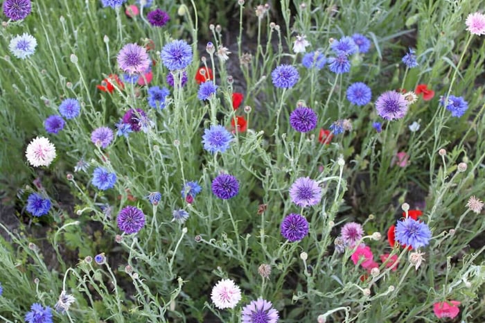 Cutting Garden Annuals to Grow from Seed - Longfield Gardens