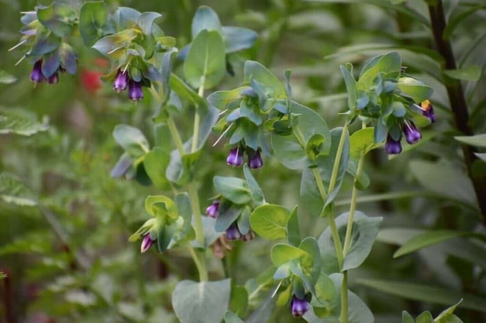 Best fillers for a cut flower garden Longfield Gardens