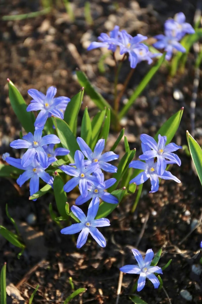 Are Tulips and Other Spring Bulbs Perennials? - Longfield Gardens