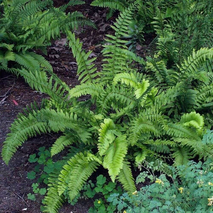 Landscaping With Ferns - Longfield Gardens