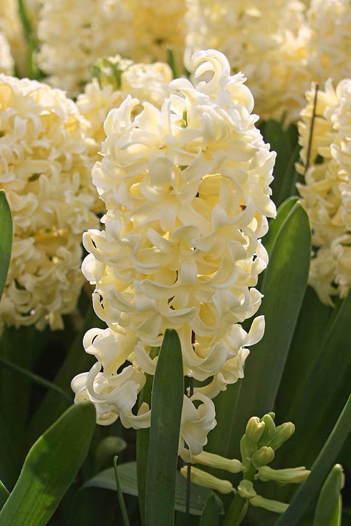 How Was Your Spring Bulb Garden - Longfield Gardens