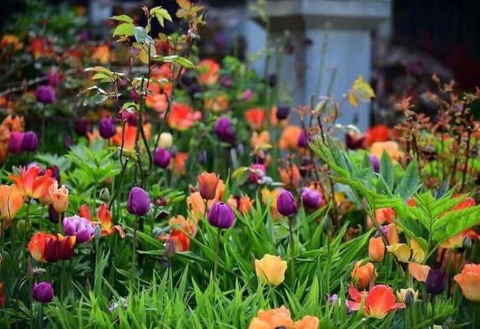 How to Design an Orange Flower Garden - Longfield Gardens