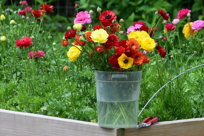How to Get the Longest Vase Life from Fresh Cut Flowers - Longfield Gardens