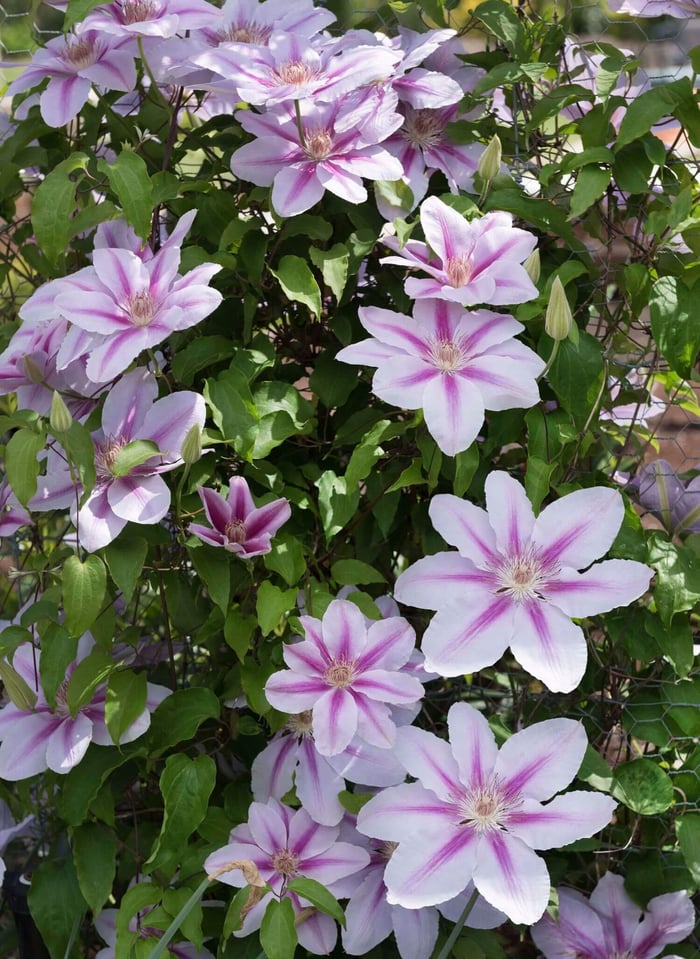 Give Your Garden a Lift with Clematis - Longfield Gardens