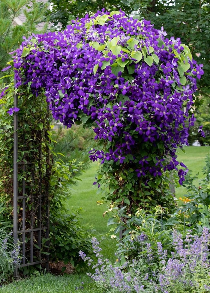 Clematis Jackmanii - Longfield Gardens