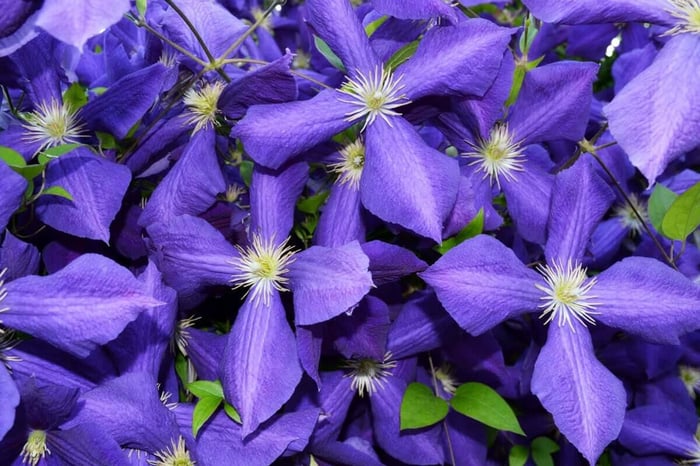 Clematis Jackmanii - Longfield Gardens