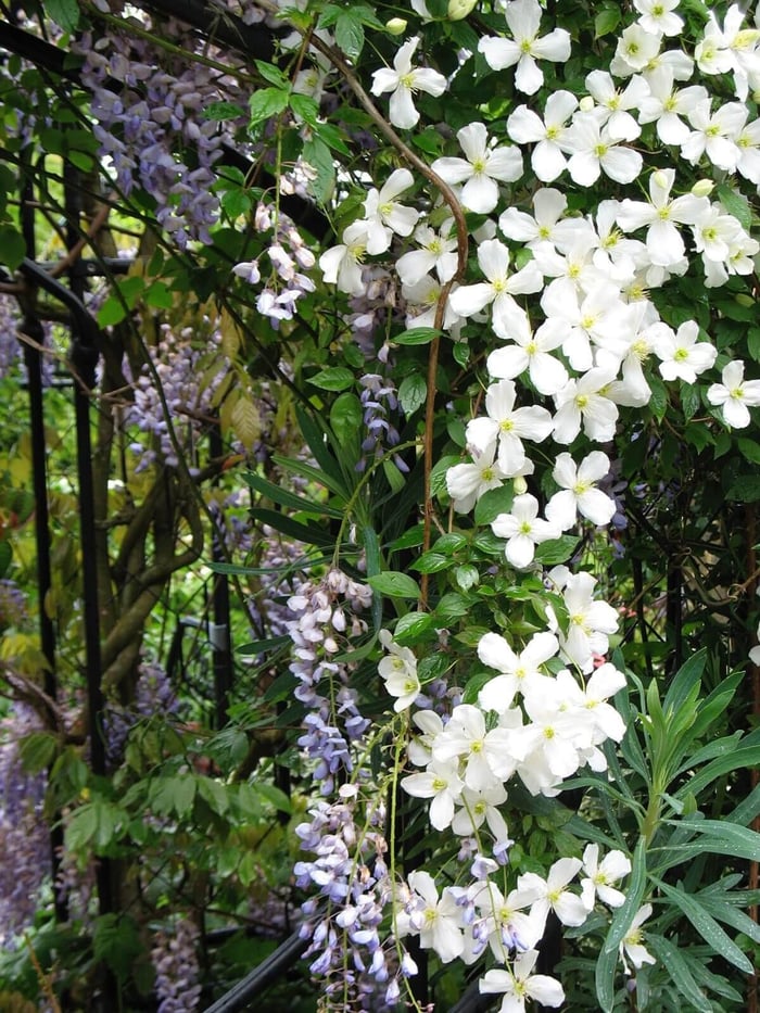 How to Use White in Your Flower Garden - Longfield Gardens