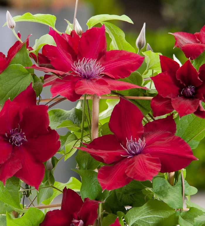 New Perennials for Your Flower Garden - Longfield Gardens