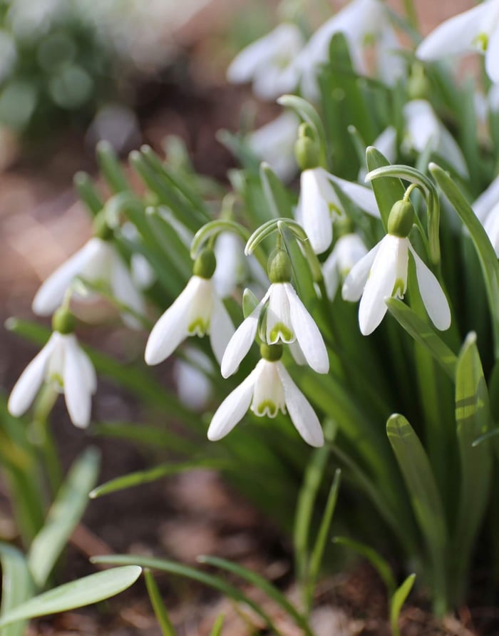 How to Grow Snowdrops - Longfield Gardens