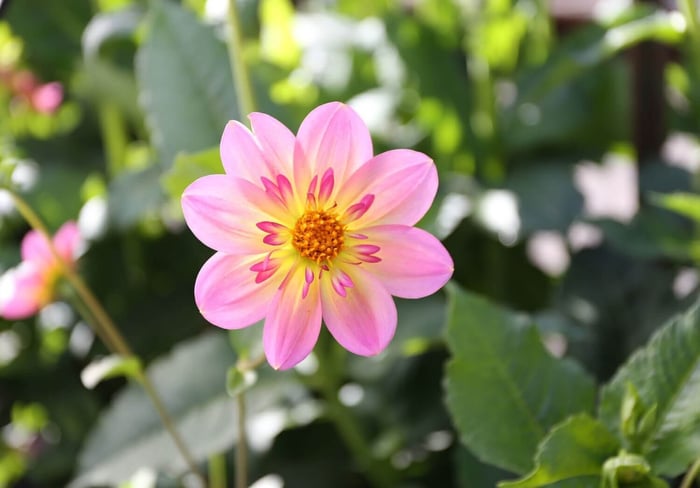 Dahlia Flower Forms for the garden and vase Longfield Gardens