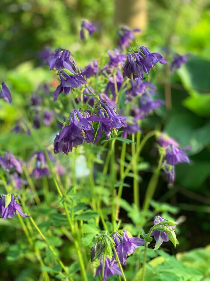 Best Cut Flowers for Shady Gardens - Longfield Gardens