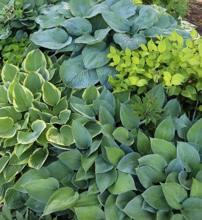 Best Companion Plants for Hostas - Longfield Gardens