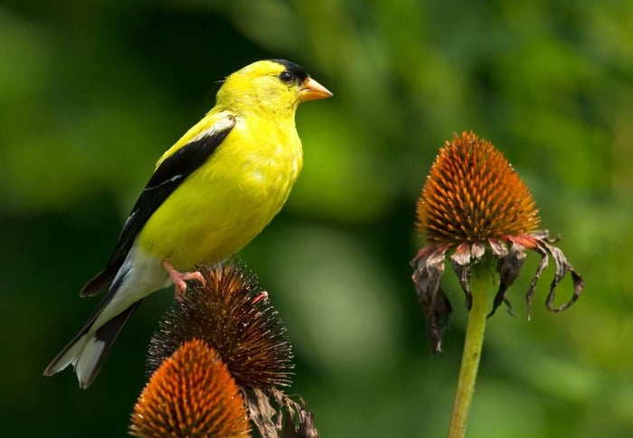 How to Attract Birds to Your Garden - Longfield Gardens