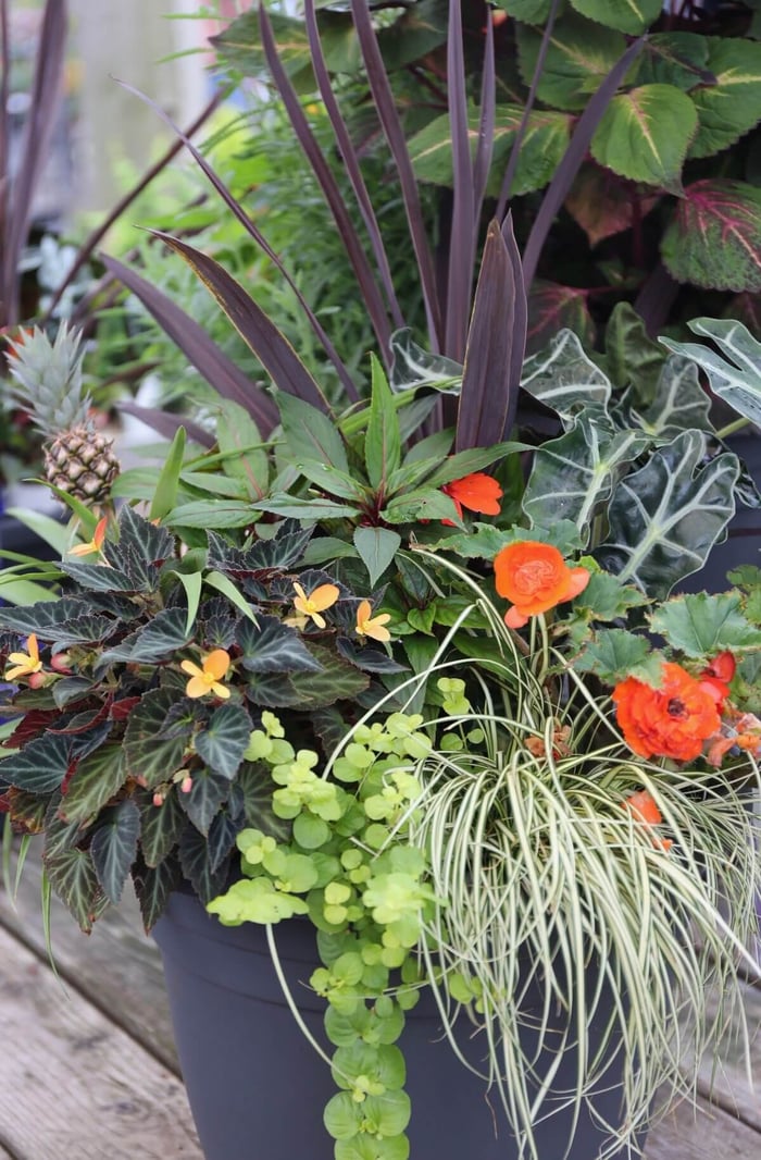 Spring Checklist for Flower Gardeners - Longfield Gardens