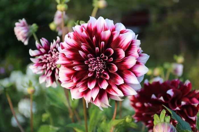 Dinnerplate Dahlias Tips for Success - Longfield Gardens