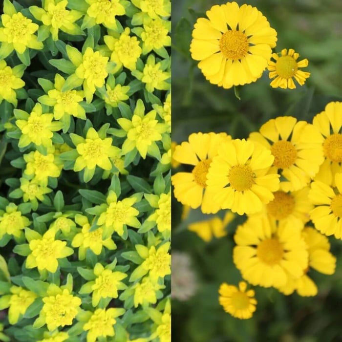 How to Use Yellow in Your Flower Garden - Longfield Gardens