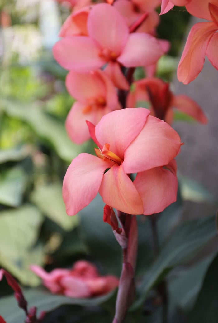 Coral Flowers Your Garden Needs Now - Longfield Gardens