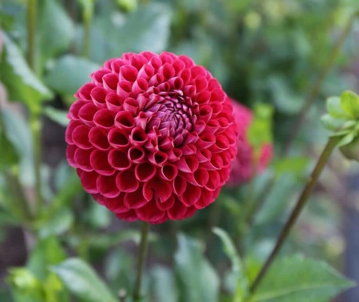 Growing Dahlias in Hot Weather - Longfield Gardens