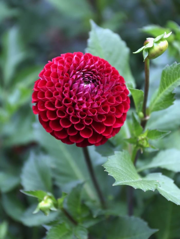 Types of Dahlias - Flower Styles and Sizes - Longfield Gardens