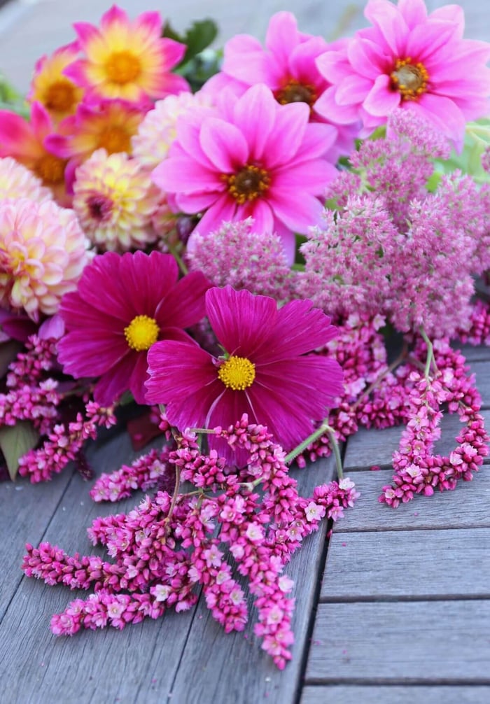 Cutting Garden Annuals to Grow from Seed - Longfield Gardens