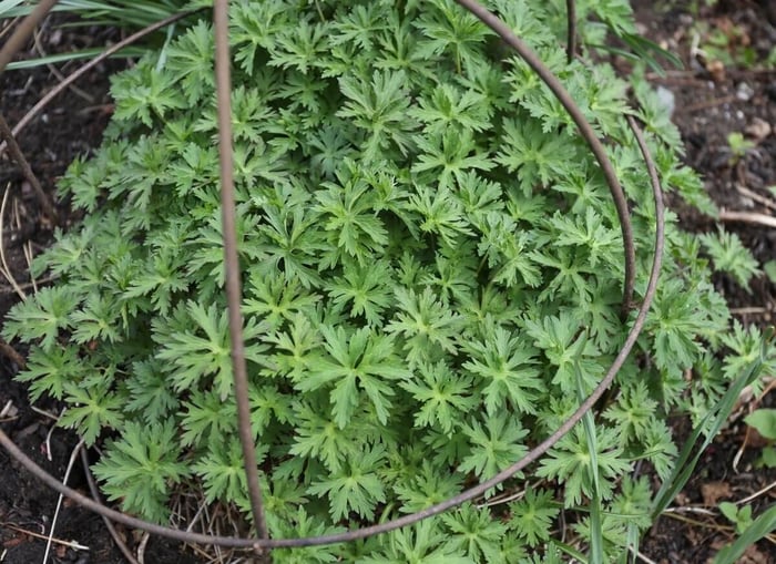 The Chelsea Chop How and Why to Prune Perennials - Longfield Gardens