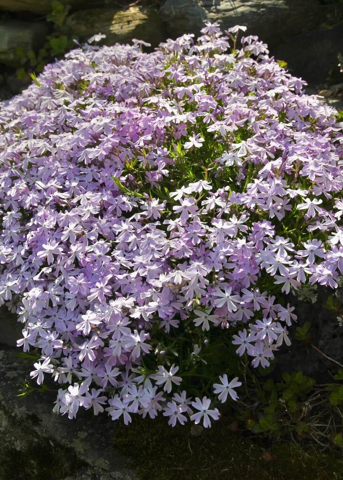 Best Ground Covers for Sun - Longfield Gardens