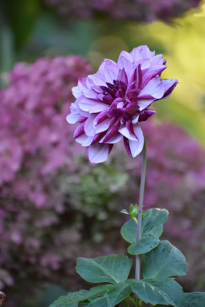 Dahlia Flower Forms for the garden and vase Longfield Gardens