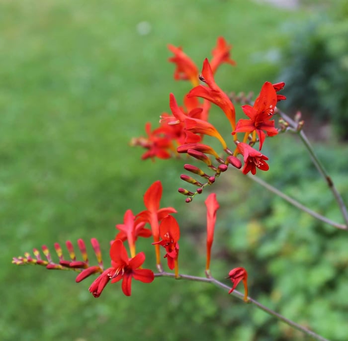 Love Hummingbirds – Plant Crocosmia - Longfield Gardens