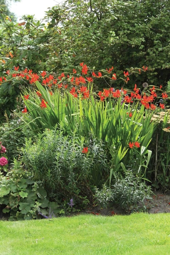 Love Hummingbirds – Plant Crocosmia - Longfield Gardens