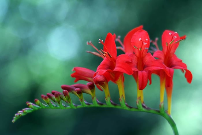 Love Hummingbirds – Plant Crocosmia - Longfield Gardens