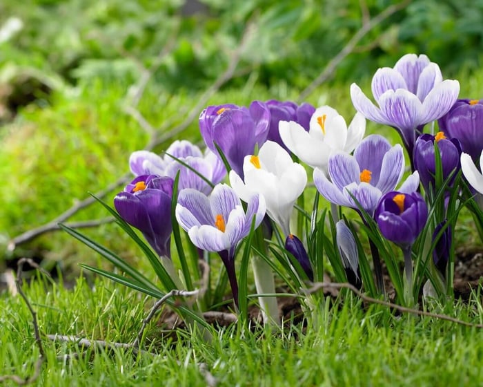 Early Blooming Bulbs for the First Flowers of Spring - Longfield Gardens