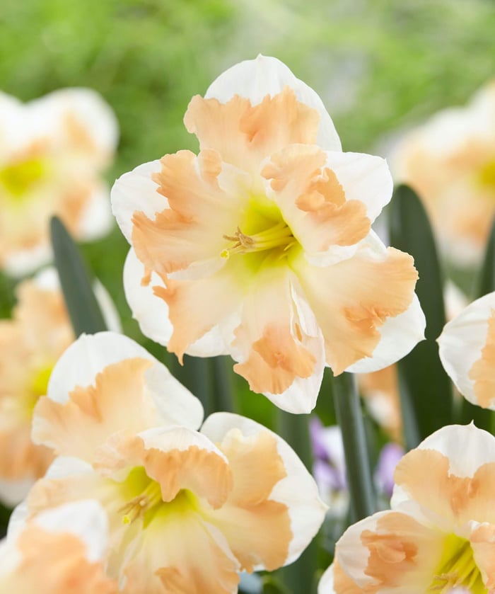 Unusual Daffodils for Spring Bouquets - Longfield Gardens